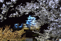 姫路城と夜桜ライトアップ　２