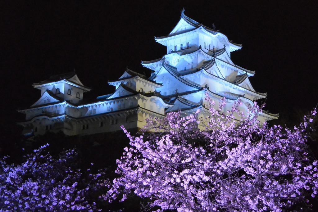 姫路城と桜ライトアップ １ By Masami0219 Id 写真共有サイト Photohito