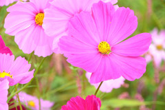 秋桜アップ