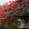 紅葉