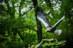 多摩動物公園　オオワシ