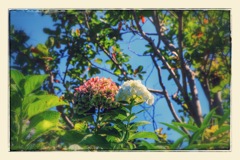 紫陽花