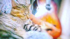 おやすみ猫さん
