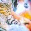 おやすみ猫さん