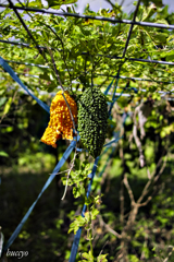 食べれない・食べれる