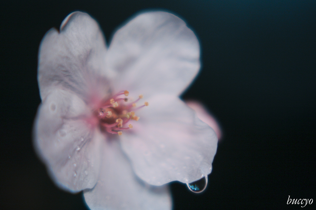 涙悲桜