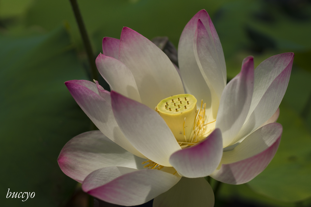 釈迦が見つめる先には