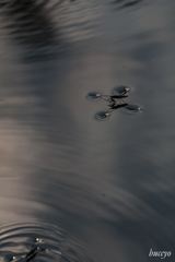浮き続きるには理由がある