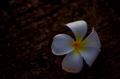 落花