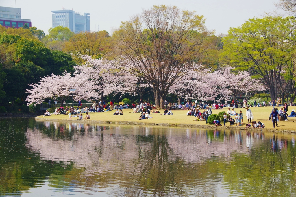 北の丸公園の桜