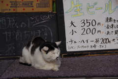 看板ねこ