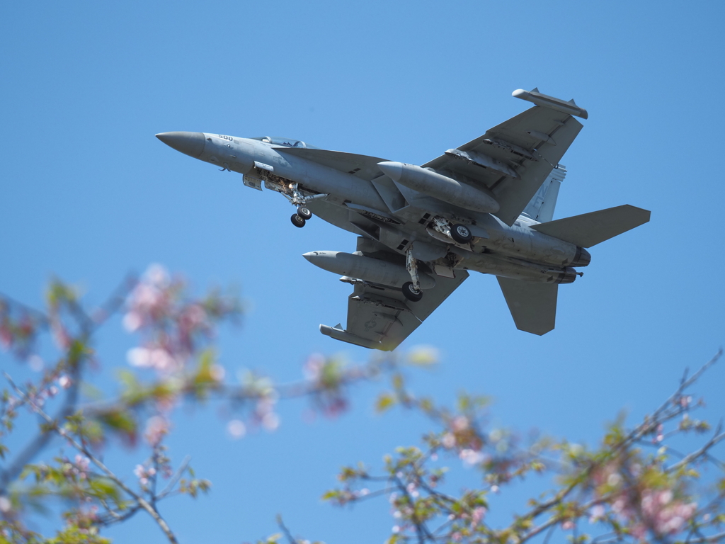 桜の上を飛ぶ