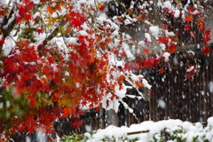 初雪と紅葉