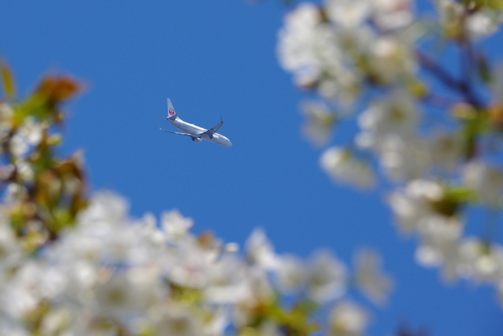 桜日和