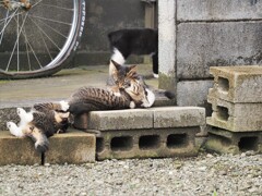 じゃれる子ニャンズ