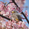 桜でご飯