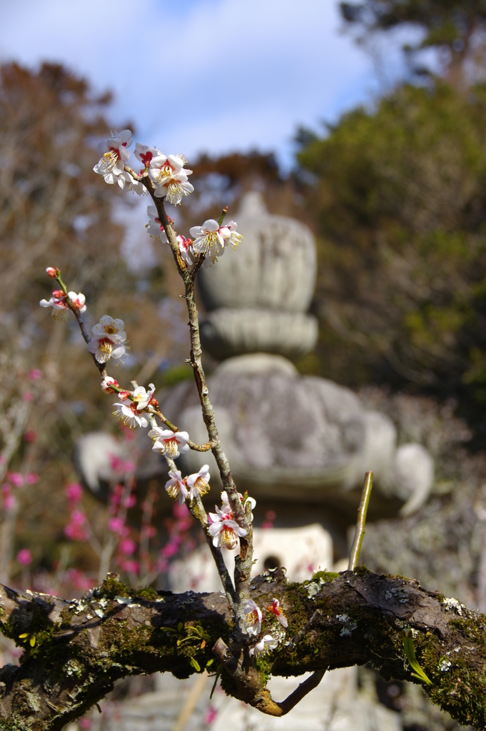 成田山公園　梅林③