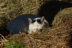 天然のねこベッド