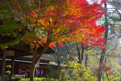 紅葉　三渓園④