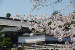 桜・皇居