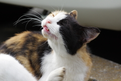 車の側で寛ぐねこ