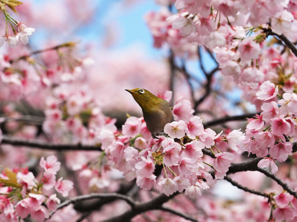 くちばしは花粉だらけ