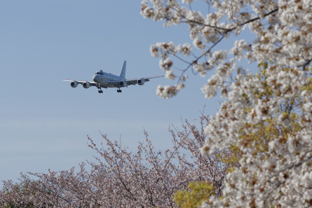 厚木基地周りの桜