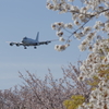 厚木基地周りの桜