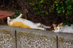 へそ天してますが、寝かせてやって下さい。