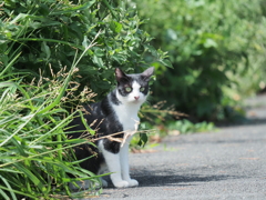 草むらからひっこり