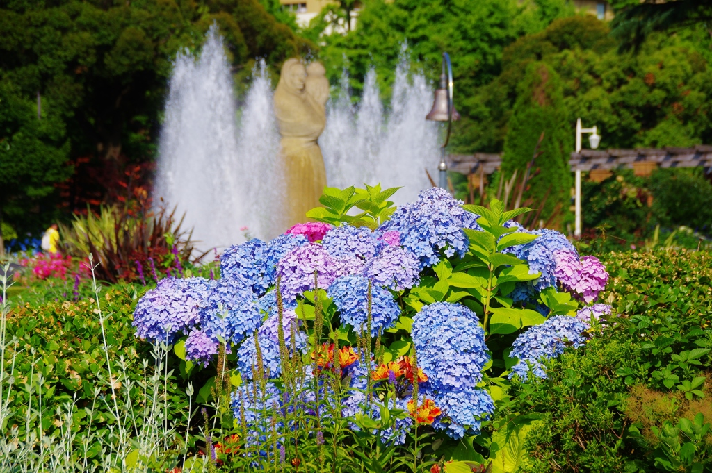 山下公園の紫陽花