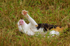 大あくび