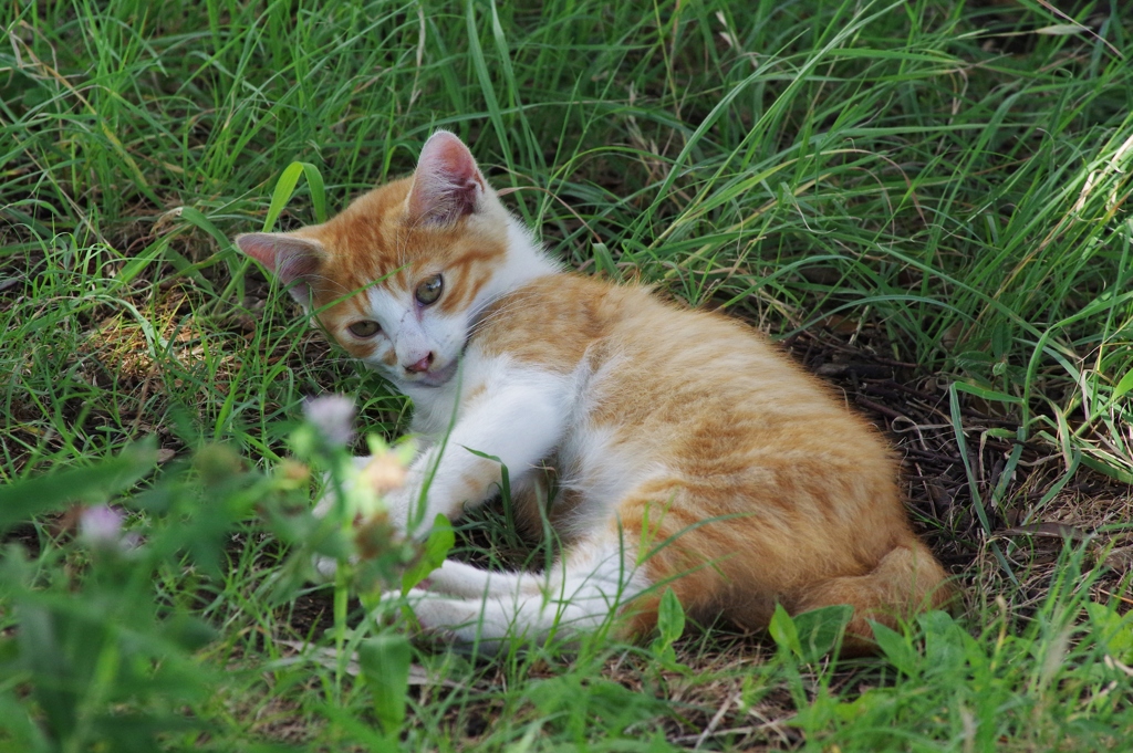 子猫