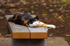 呼んだ？