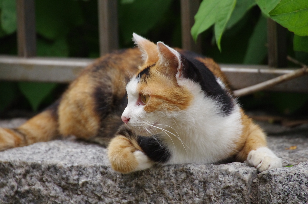 近くにいた猫②