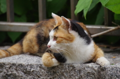 近くにいた猫②