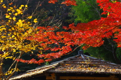 紅葉　三渓園⑤