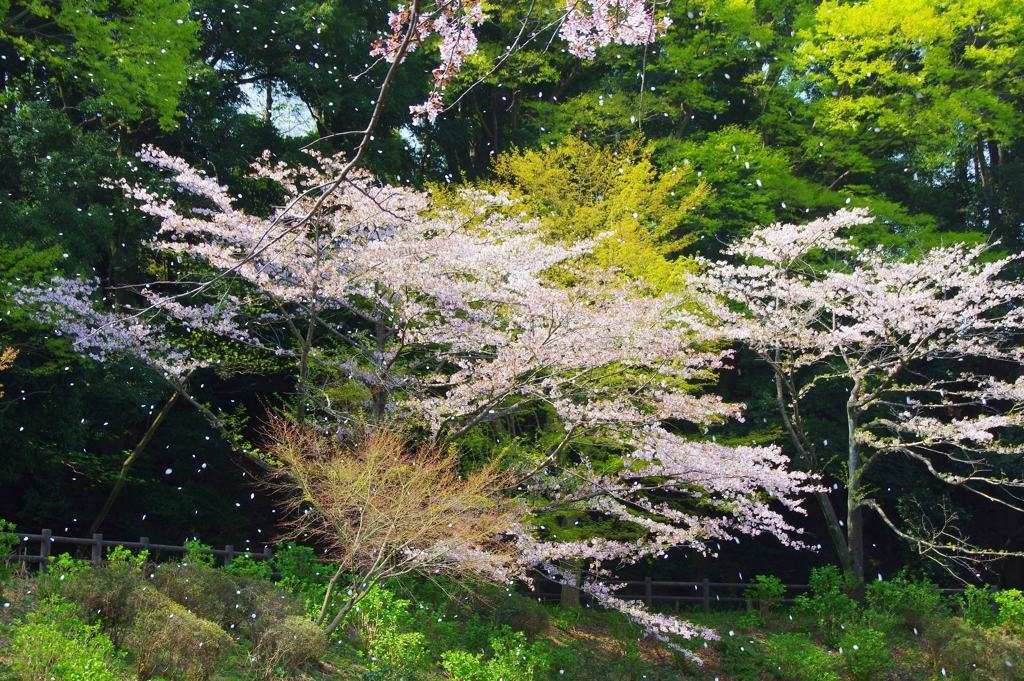 花吹雪