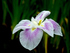 雨に濡れる菖蒲