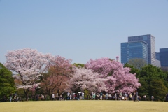 都心の花見