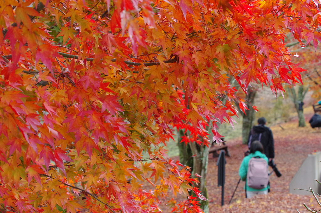 紅葉撮り