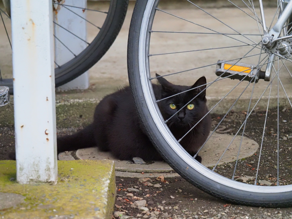 ご近所ねこ