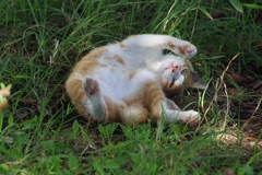 うにゃん