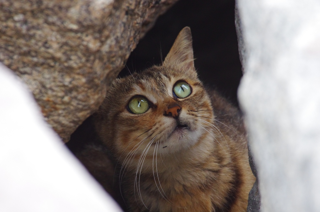母猫