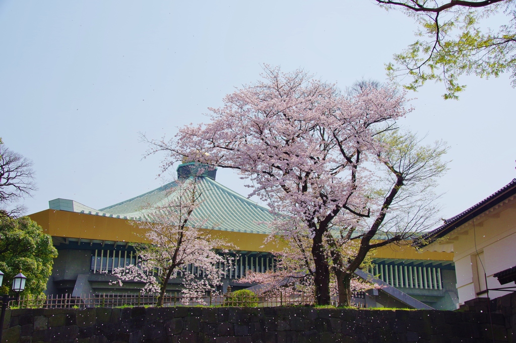 桜・武道館