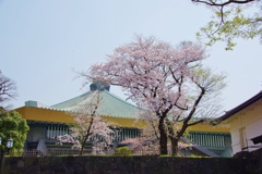 桜・武道館