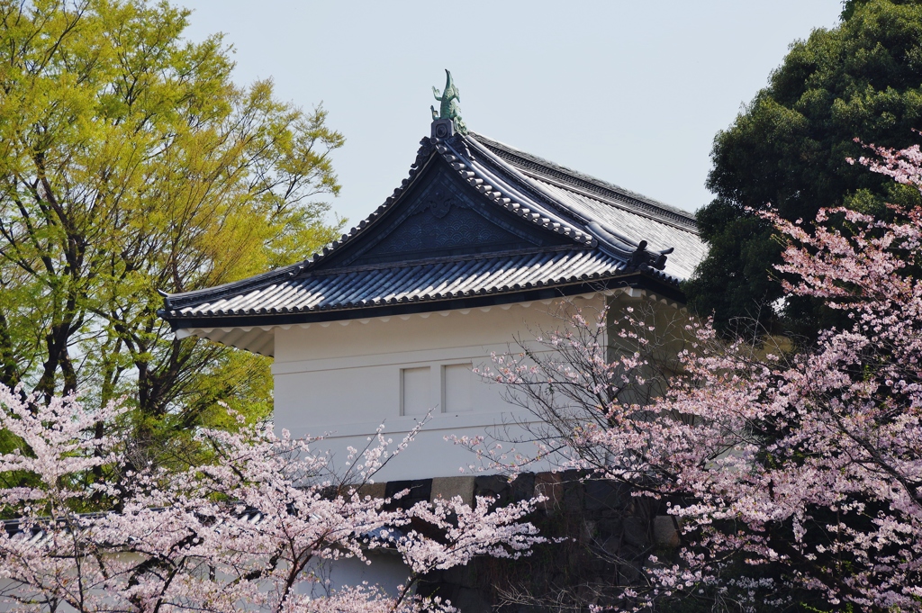 桜・皇居外苑