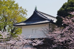 桜・皇居外苑