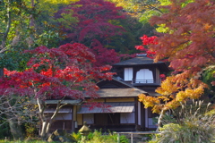 紅葉　三渓園③