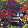 紅葉　三渓園③